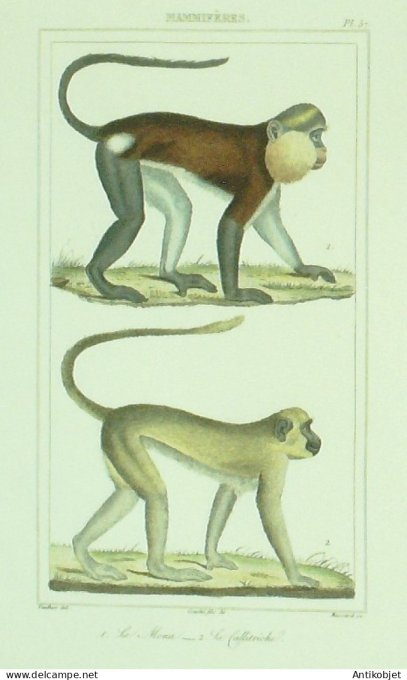 Mona Callitriche 1833 Vauthier-Buffon