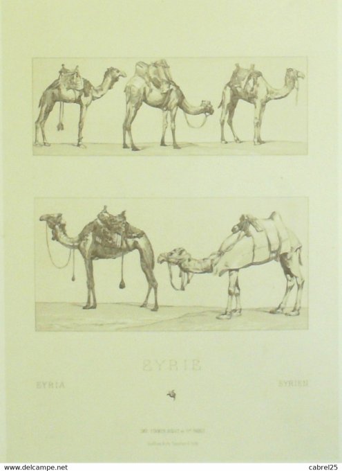 Syrie Dromadaires et chameaux