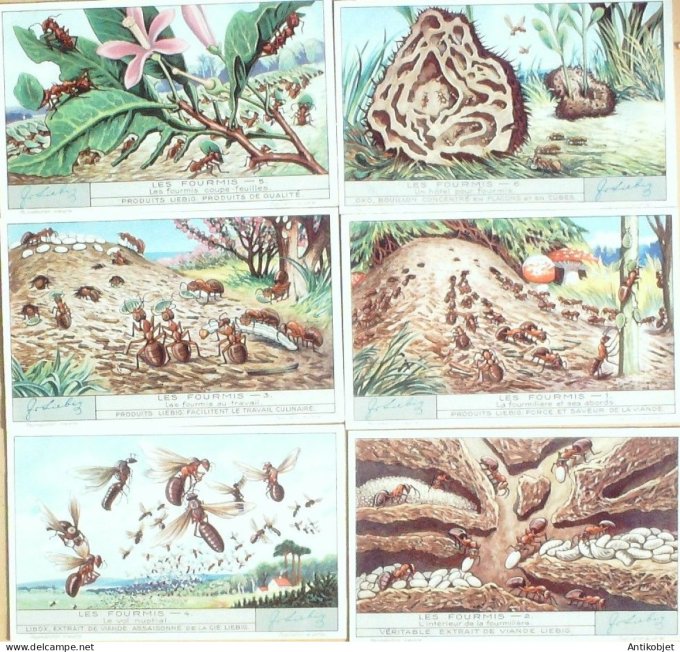 Chromo Liebig Sang 1263 Les Fourmis (1932)