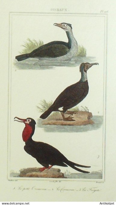 Cormorans Frégate 1833 Vauthier-Buffon