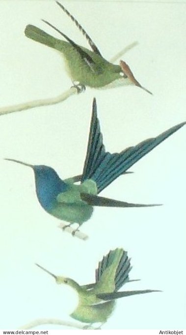 Oiseaux mouche couronné Hirondelle 1833