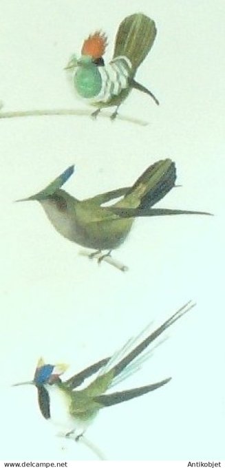 Oiseau mouche huppé & à huppe dor 1833 Travies-Oudet Buffon