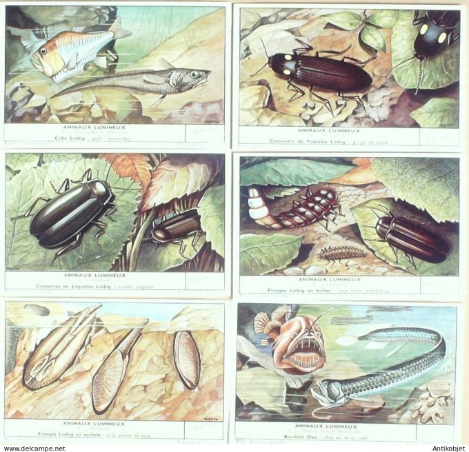 Chromo Liebig Sang 1704 Animaux lumineux (1959)