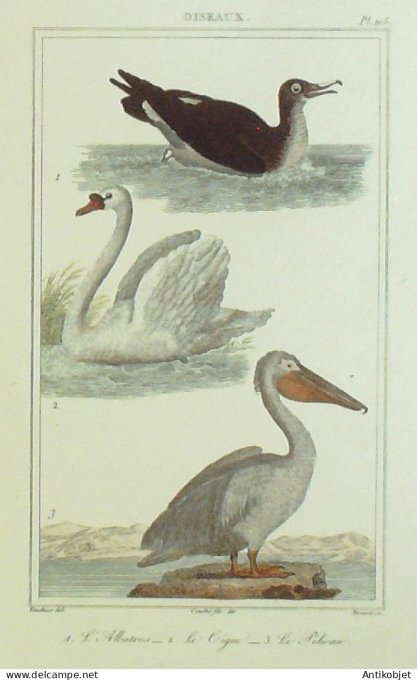 Albatros Cigue Pélican 1833 Vauthier-Buffon