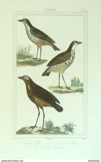 Petit Béfrois Roi de fourmilières 1833 Vauthier-Buffon