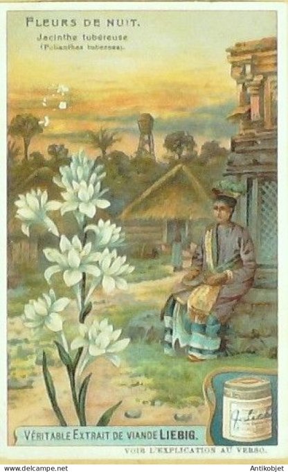 Chromo Liebig Sang  929 Fleurs nocturnes I (1908)