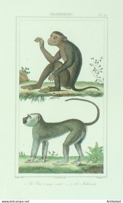 Ptats queue courte Mallbrouck 1833 Vauthier-Buffon