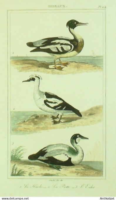 Harle Piette Eider 1833 Vauthier-Buffon