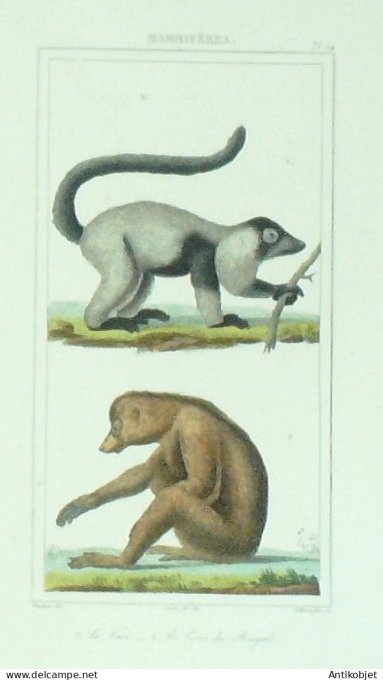 Vari Loris du Bengale 1833 Vauthier-Buffon