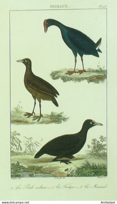 Foulque Macroule Poule Sultane 1833 Vauthier-Buffon