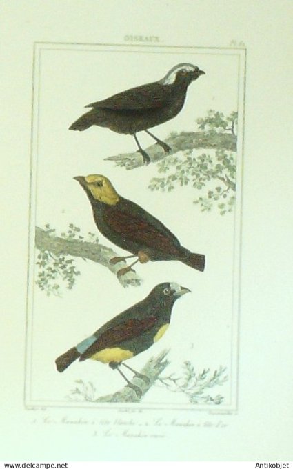 Manakin à tête blanche & Or  1833 Vauthier-Buffon