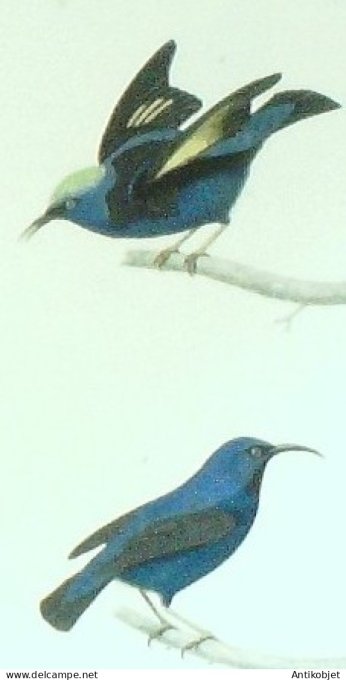 Grimpereaux bleu & Guit-Guit 1833 Travies-Oudet Buffon