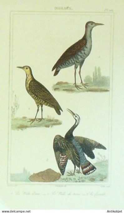 Râle deau & terre Tourale 1833 Vauthier-Buffon