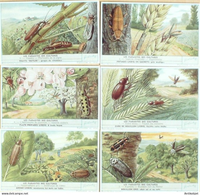 Chromo Liebig Sang 1689 Les Parasites des cultures (1958)