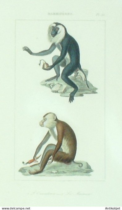 Maimon Ouanderou 1833 Vauthier-Buffon