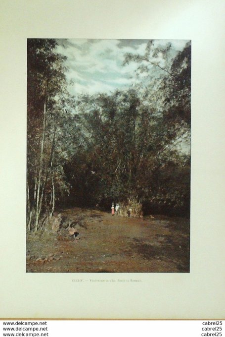 Martinique Forêt de bambous