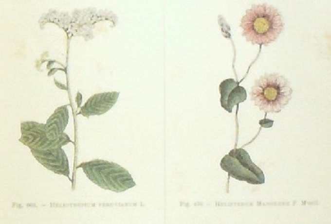 HORTICULTURE (2 Dictionnaires)-Paul KLINCKSIECK 1893 