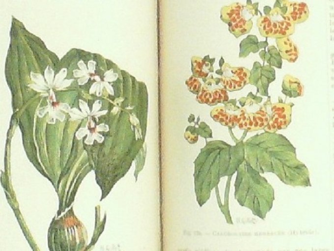 HORTICULTURE (2 Dictionnaires)-Paul KLINCKSIECK 1893 