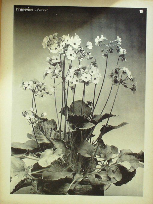 Primevère (Obconica)