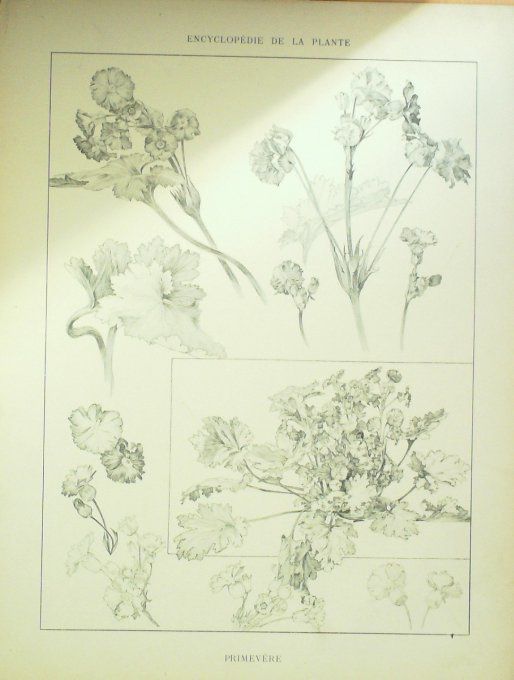 Primevère 2 (Obconica)