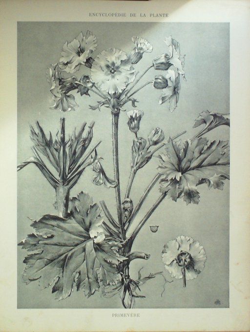 Primevère 3 (Obconica)