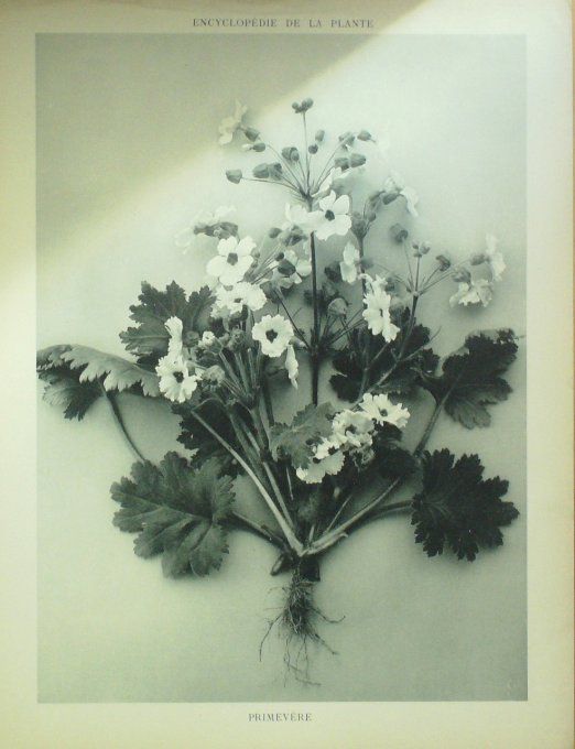 Primevère 4 (Obconica)