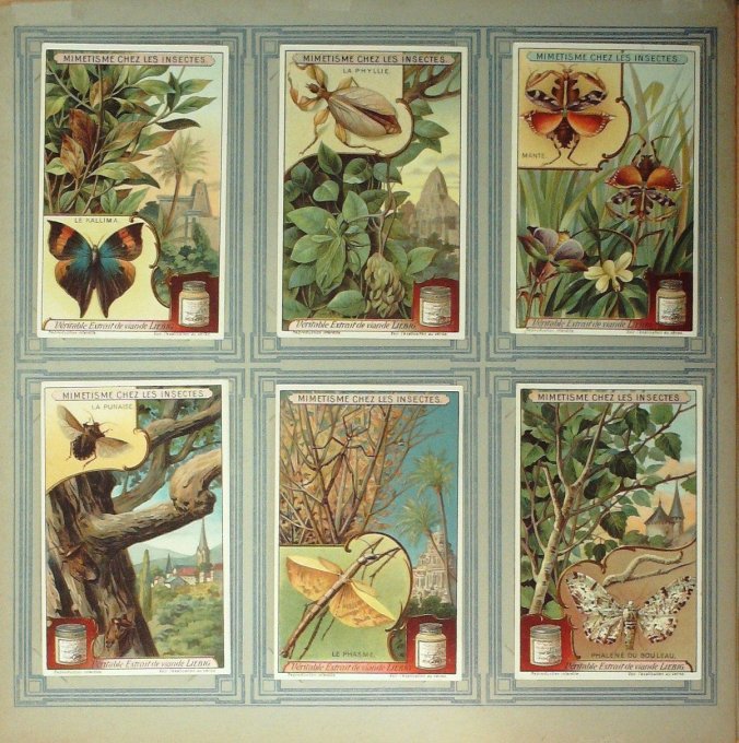 Mimétisme Chez Les Insectes 1913