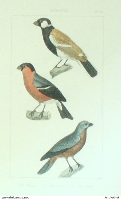 Bouvet de Bouvreuil Bec rond 1833 Vauthier-Buffon