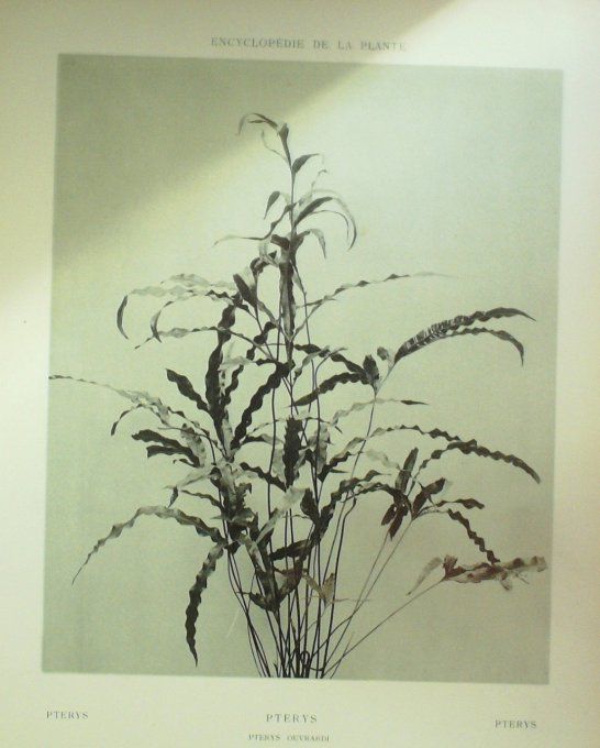 Ptérys 3 (Ouvrardi)