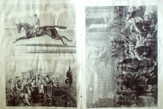 L'Univers illustré 1875 #1071 Argenteuil (92) vendanges Herzégovie insurrection  