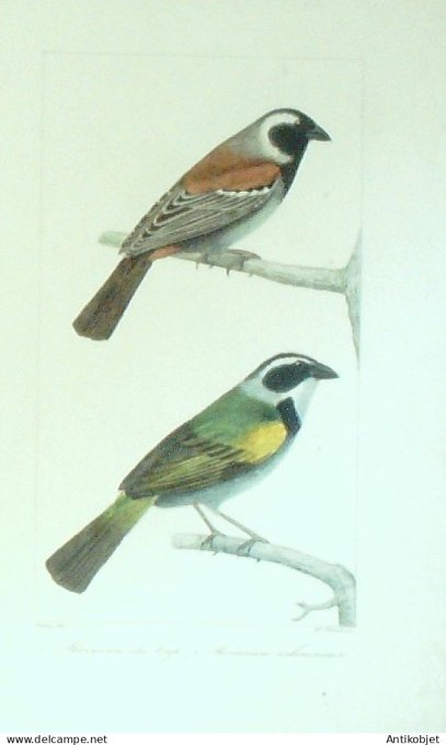 Moineau de Cap & Silencieux 1833 Travies-Oudet Buffon