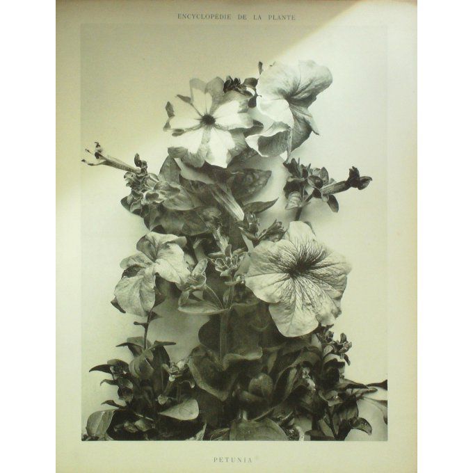Petunia