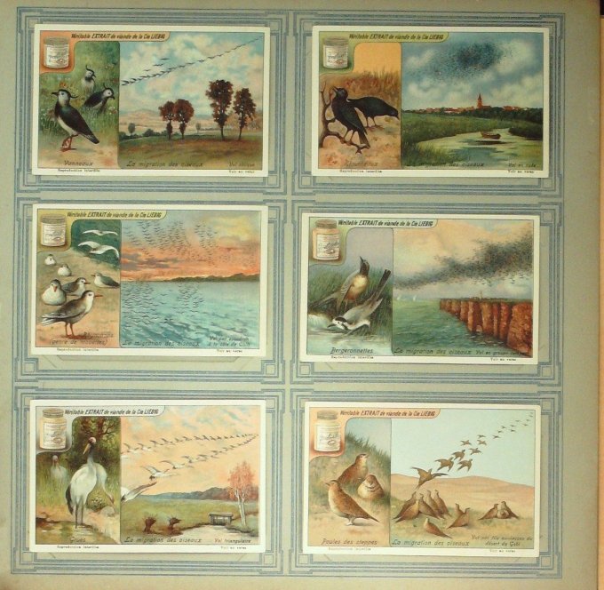 La Migration Des Oiseaux 1921