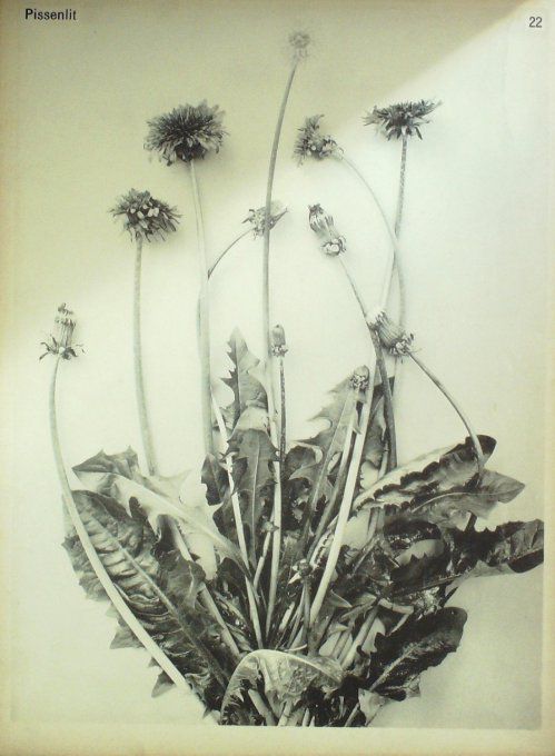 Pissenlit (Taraxacum officinale)