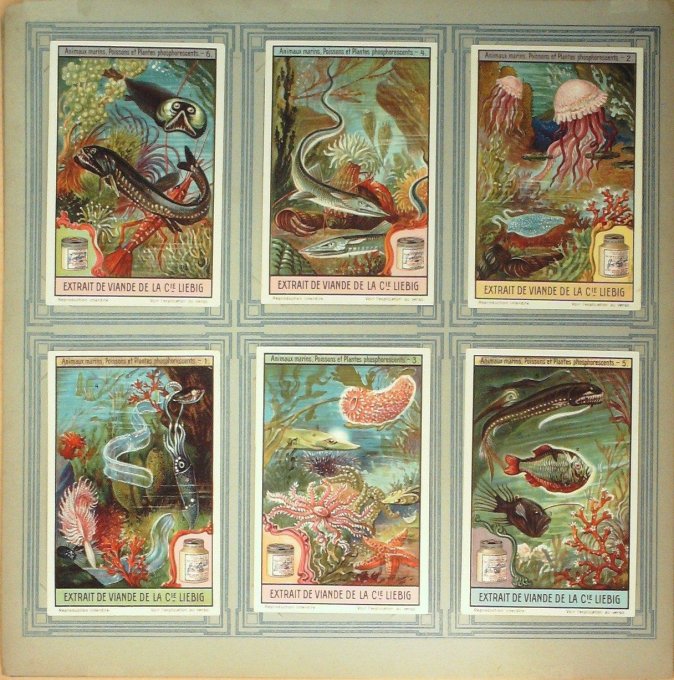 Animaux Marins, Poissons Et Plantes Phosphorescents 1922/23