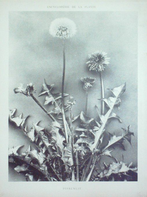 Pissenlit 2 (Taraxacum officinale)