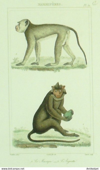 Macaque Aigrette 1833 Vauthier-Buffon