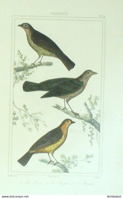 Proyer Bruant Zizi 1833 Vauthier-Buffon