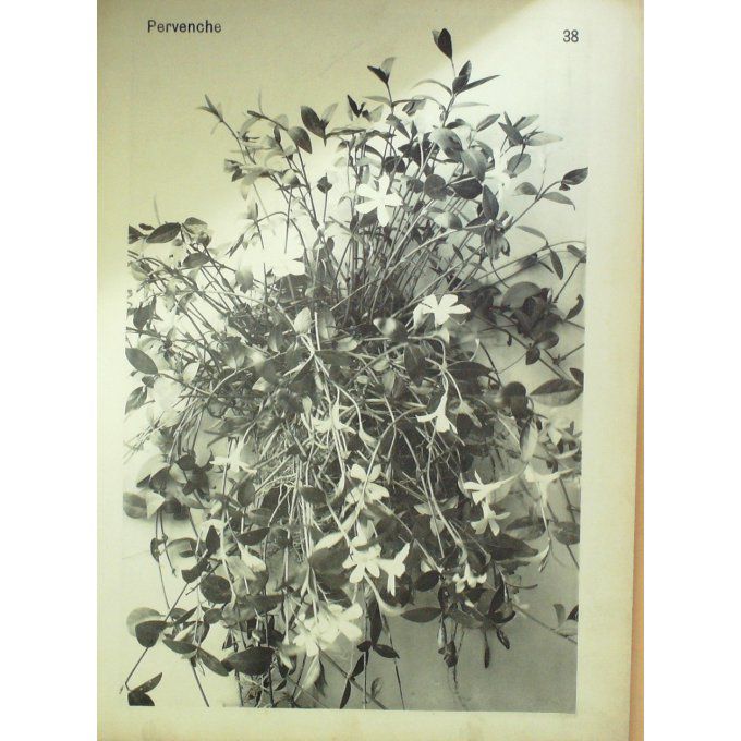 Pervenche (Vinca Pervinca)