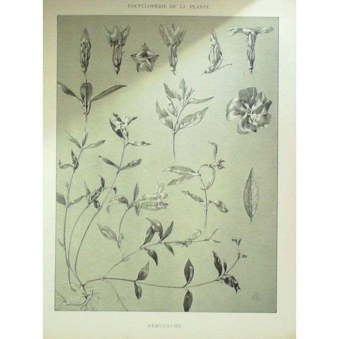 Pervenche 2 (Vinca Pervinca)