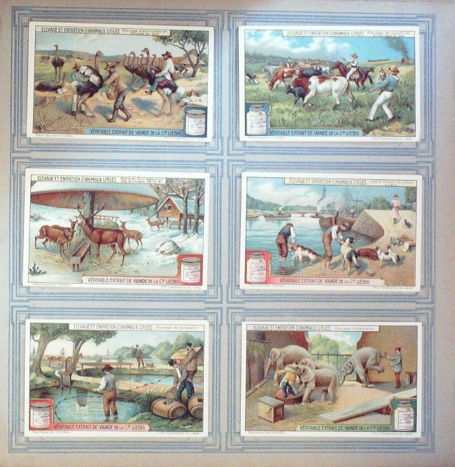 Elevage Et Entretien D'animaux Utiles 1926