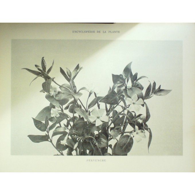 Pervenche 3 (Vinca Pervinca)