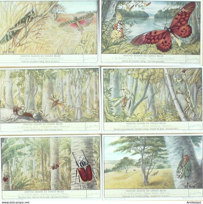 Chromo Liebig Sang 1644 Insectes geants Congo Belge (1956)