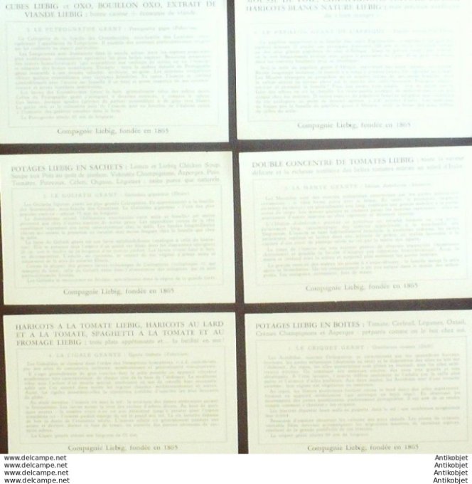 Chromo Liebig Sang 1644 Insectes geants Congo Belge (1956)