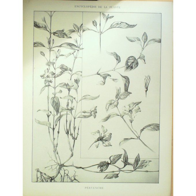 Pervenche 4 (Vinca Pervinca)