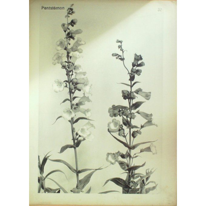 Pentstemon