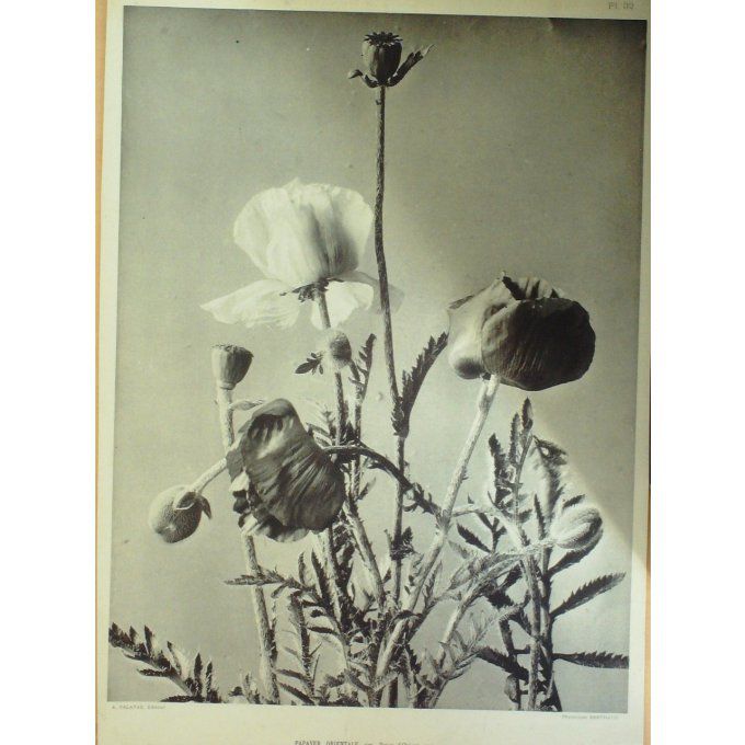 Pavot Dorient (Papayer Oriental)