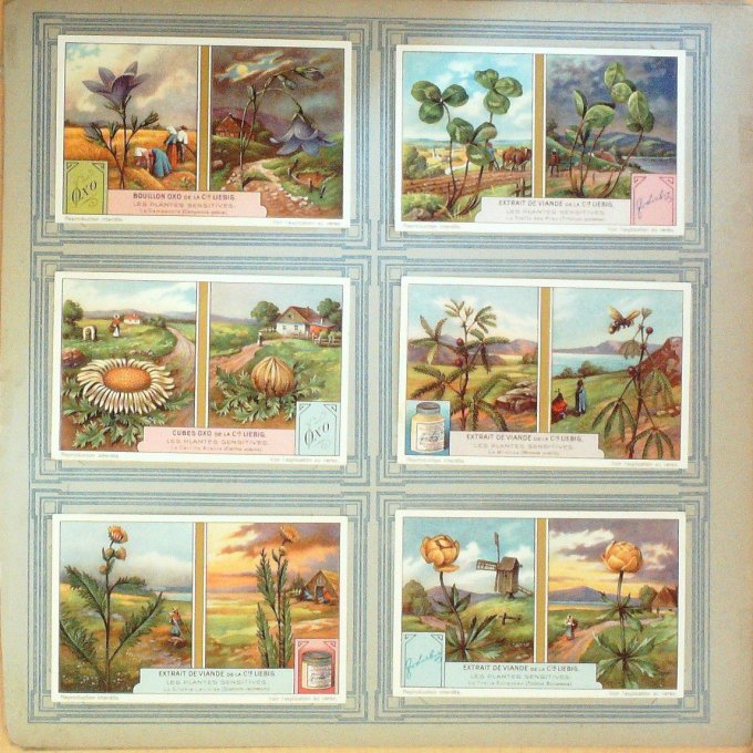 Les Plantes Sensitives 1928