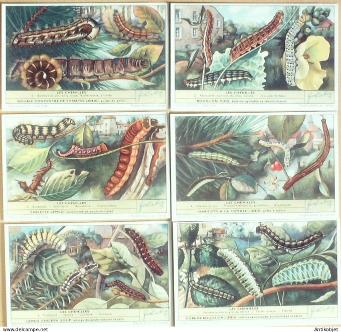 Chromo Liebig Sang 1639 Les chenilles (1956)