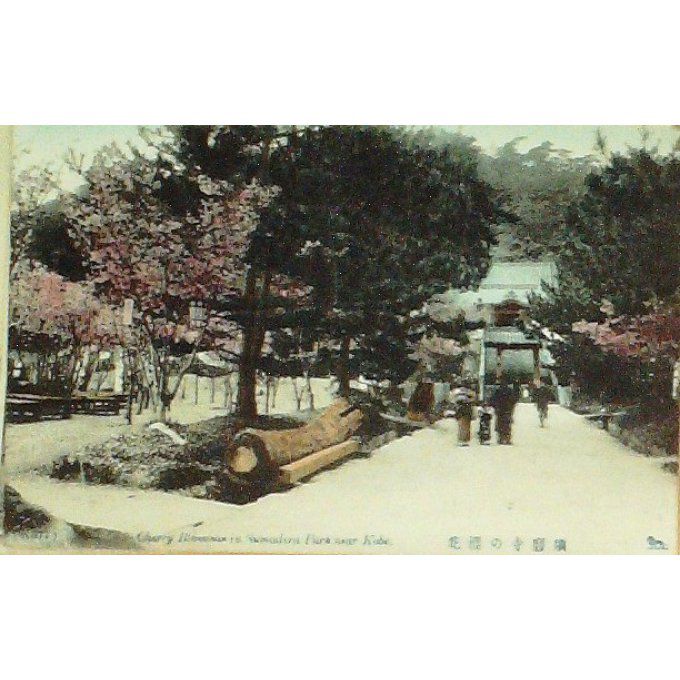 Carte Postale Japon KOBE SUMADERA CHERRY BLOSSOM  1920